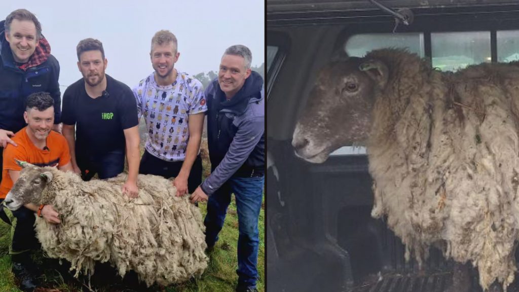 Έζησε για δύο χρόνια μόνο του χωρίς να δει άνθρωπο – Τι συνέβη στο πιο μοναχικό πρόβατο της Βρετανίας;