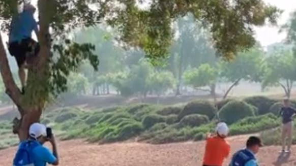 Παίκτης του γκολφ έχασε τρία μπαστούνια σε δέντρο