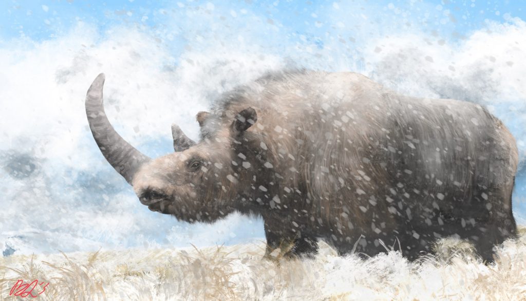 DNA προϊστορικού ρινόκερου ανακαλύφθηκε σε απολιθωμένα κόπρανα ύαινας