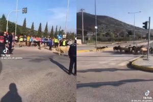Μαραθώνιος: Κοπάδι ξέφυγε από βοσκό και άρχισε να τρέχει με… τους δρομείς