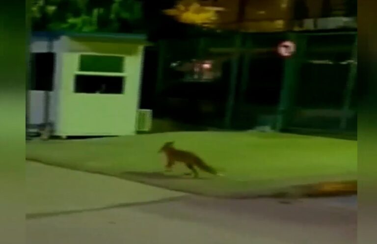Αλεπού έκοβε βόλτες στο προαύλιο του ραδιομεγάρου της ΕΡΤ