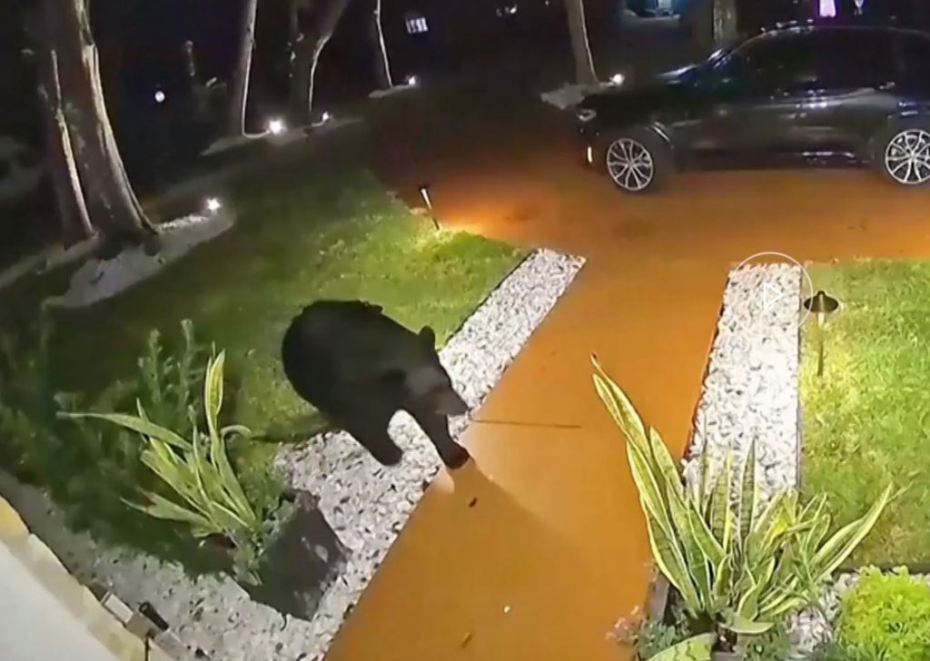 Φλόριντα: Αρκούδα «κλέβει» παραγγελία φαγητού από την εξώπορτα σπιτιού