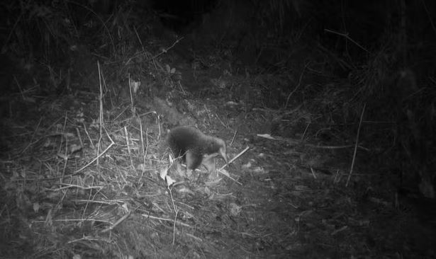 Ινδονησία: «Εμφανίστηκε» μετά από 62 χρόνια σπάνιο θηλαστικό – Σώμα σκατζόχοιρου, ρύγχος μυρμηγκοφάγου