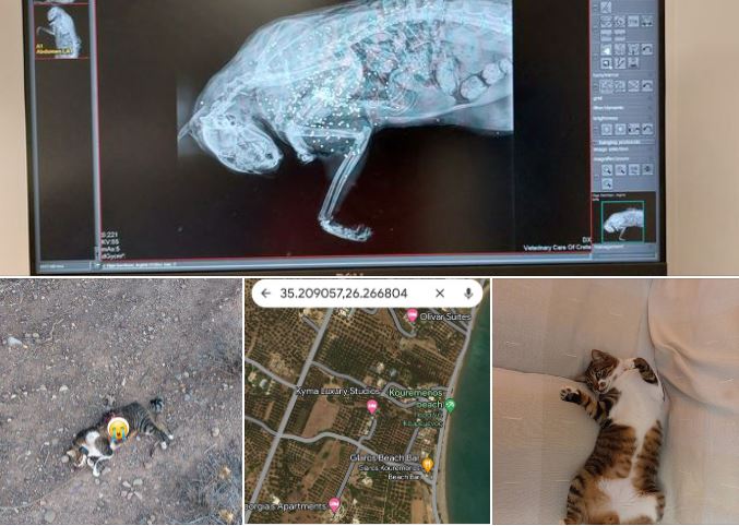 Κρήτη: Τουρίστες «επικήρυξαν» τον κυνηγό που τους σκότωσε τη γάτα – Δίνουν 2.000 ευρώ