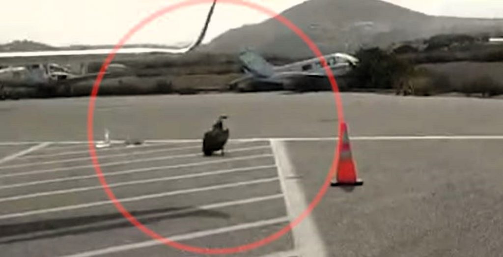 Ηράκλειο: Εξαντλημένος γύπας προσγειώθηκε στο αεροδρόμιο για… ανεφοδιασμό