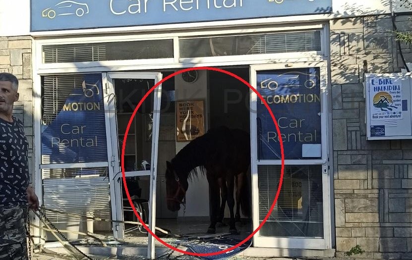 Χαλκιδική: Άλογο εισέβαλε σε κατάστημα στη Νικήτη προκαλώντας ζημιές