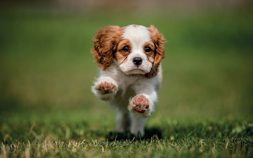 Κοινωνικοποίηση κουταβιού – Τι να προσέχετε