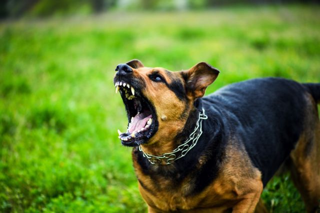 Άγρια επίθεση αδέσποτων σκύλων σε 12χρονο – «Ο τρόμος έχει φωλιάσει μέσα του»