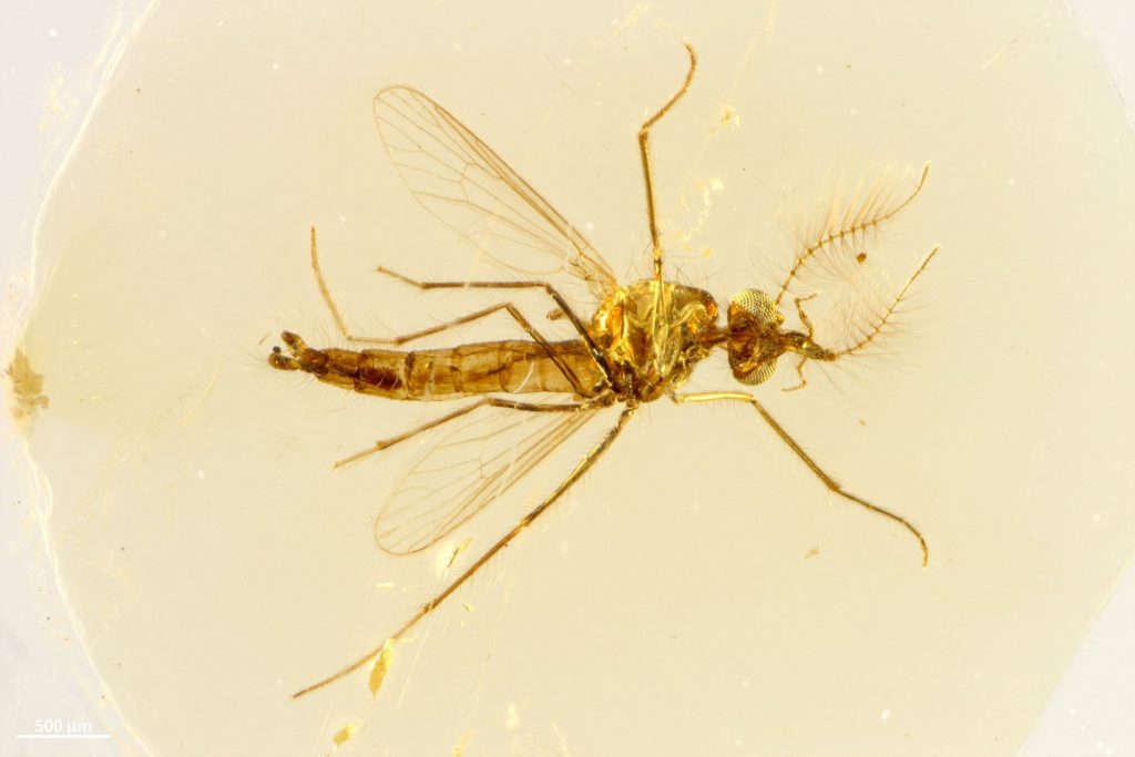 Κουνούπια: Το αρχαιότερο απολιθωμένο δείγμα έκρυβε αιματηρό μυστικό