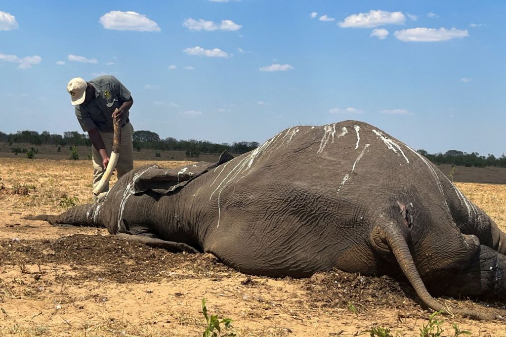Ελέφαντες πεθαίνουν από δίψα λόγω της κλιματικής κρίσης στη Ζιμπάμπουε