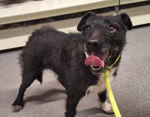 Το θαύμα των Χριστουγέννων! Σκυλάκι που όλοι θεωρούσαν νεκρό βρέθηκε επτά χρόνια μετά