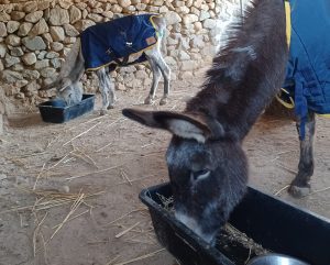 Η Μαρούκα και ο Άρης δεν άντεξαν χώρια – Η ιστορία αγάπης δύο γαϊδουριών