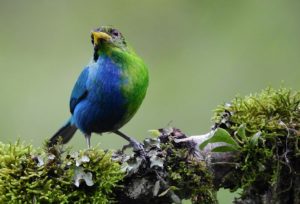 Σπάνιο πτηνό είναι μισό αρσενικό, μισό θηλυκό – Δείτε το