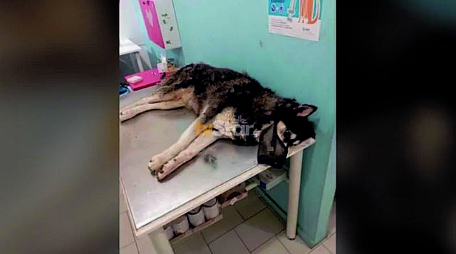 Παρέμβαση της Εισαγγελίας του Αρείου Πάγου για τον βασανισμό σκύλου που έχασε τη ζωή του