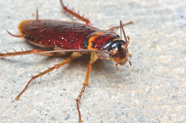 Ιαπωνία: Ανατίναξε το σπίτι του προσπαθώντας να σκοτώσει μία κατσαρίδα