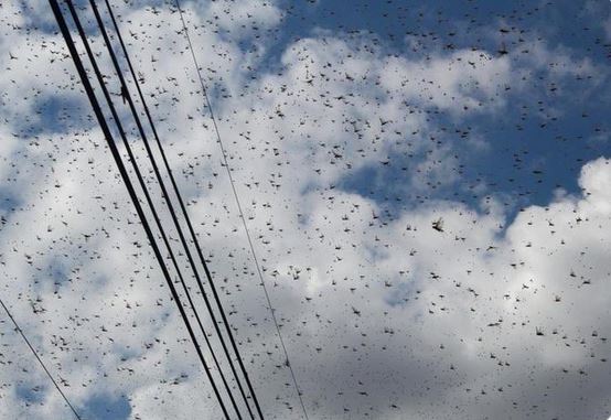 Μεξικό: Τρομακτικές εικόνες με ακρίδες στον ουρανό – «Δεν θα ανοίξω ξανά το στόμα μου»