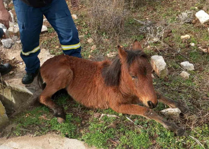 Ξάνθη: Μικρό άλογο έπεσε σε φρεάτιο και εγκλωβίστηκε – Καρέ-καρέ η επιχείρηση διάσωσης