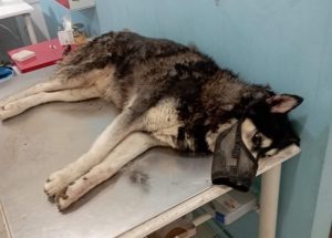 Αράχωβα: Πρώην πρύτανης του ΑΠΘ αποκλείει την κακοποίηση του Όλιβερ από άνθρωπο