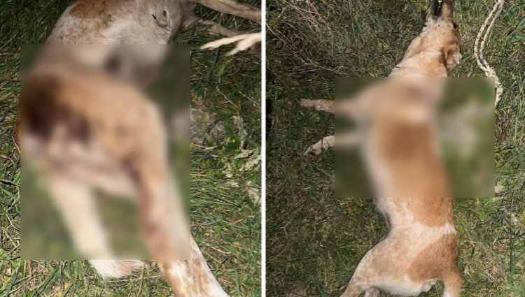 Νέα υπόθεση κακοποίησης σκύλου: Πυροβόλησαν και σκότωσαν την μικρή Μπέλλα – Βρέθηκε σκοινί δίπλα στο λαιμό της