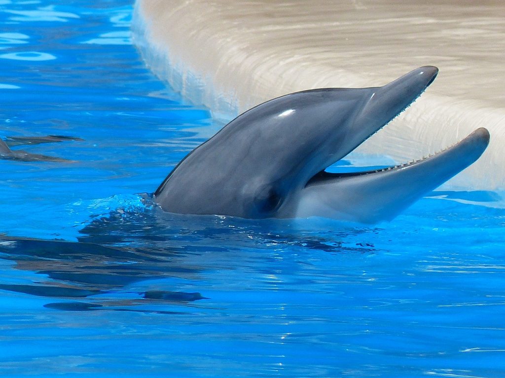 Δελφίνια: Ποιο είδος έχει έβδομη αίσθηση και ποια είναι αυτή
