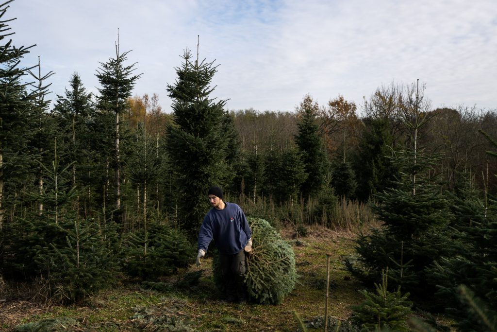 Το πραγματικό κόστος ενός χριστουγεννιάτικου δέντρου που δεν μπορεί να αντέξει κανείς