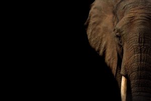 Πέθανε η Μάλι, ο «πιο θλιμμένος ελέφαντας στον κόσμο» – Ζούσε σε αιχμαλωσία πάνω από 30 χρόνια