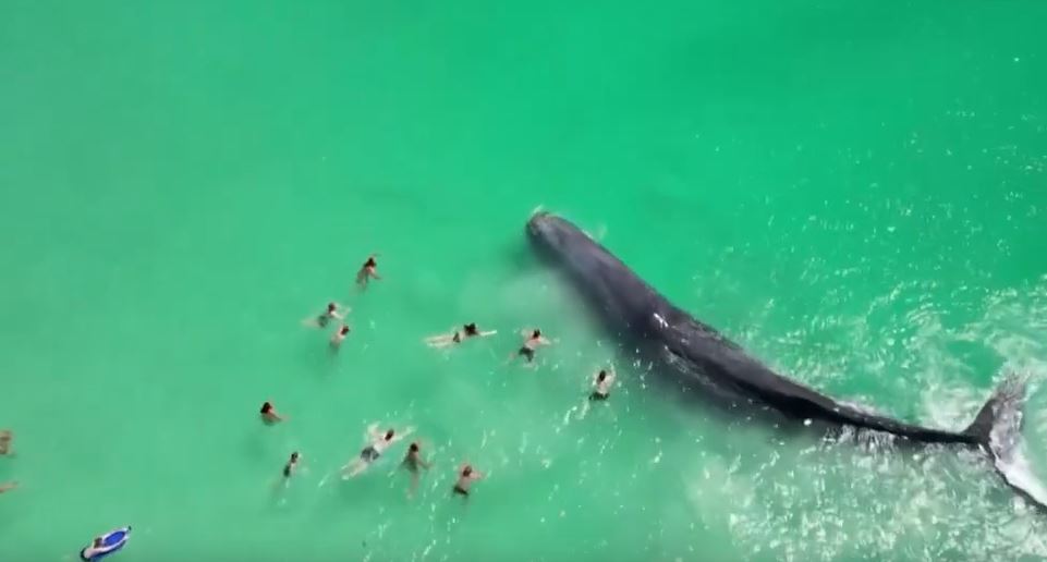 Αυστραλία: Φάλαινα έφτασε στα ρηχά και κολυμβητές άρχισαν να την αγγίζουν – «Είναι επικίνδυνο» λένε ειδικοί