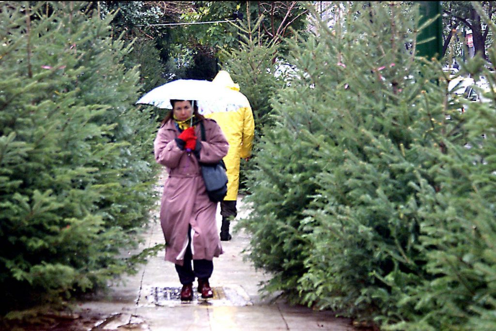Το φυσικό έλατο θεωρείται πλέον… είδος πολυτελείας