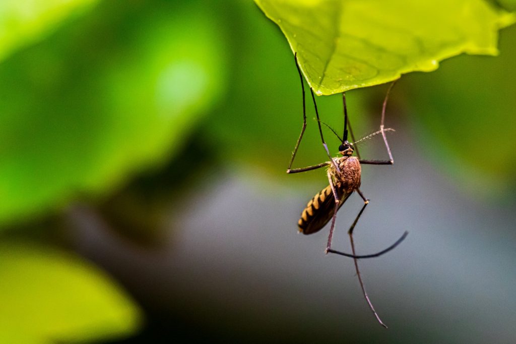 Σε επιφυλακή στην Κρήτη για το κουνούπι Aedes Aegypti – Τι μεταδίδει