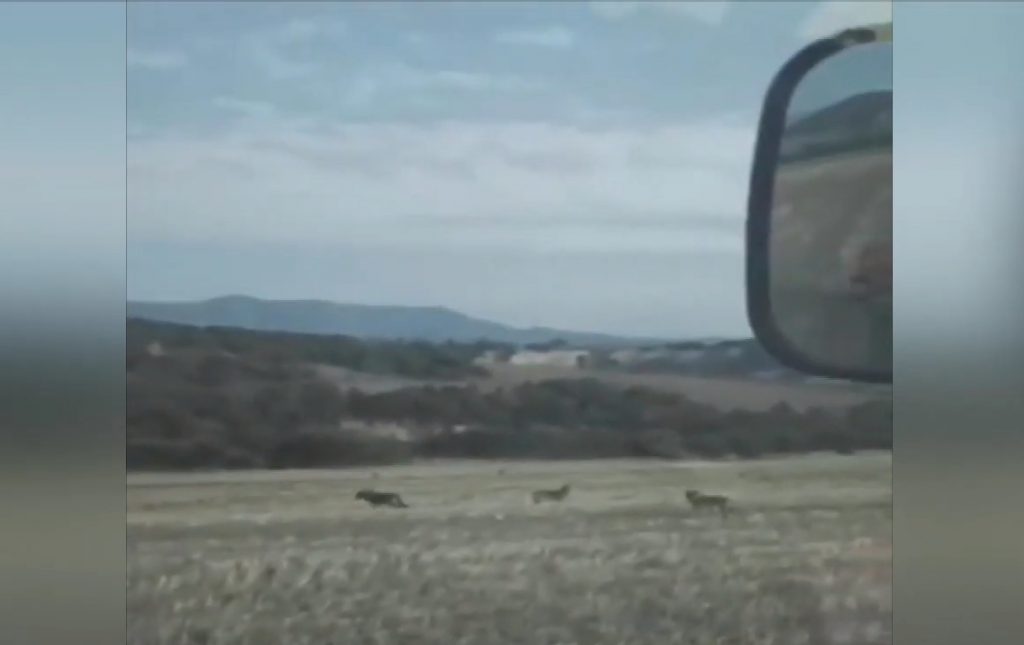 Σέρρες: Η στιγμή που λύκοι εισβάλλουν σε χωράφι όπου οργώνει αγρότης – Κραυγή αγωνίας μετά τις επιθέσεις