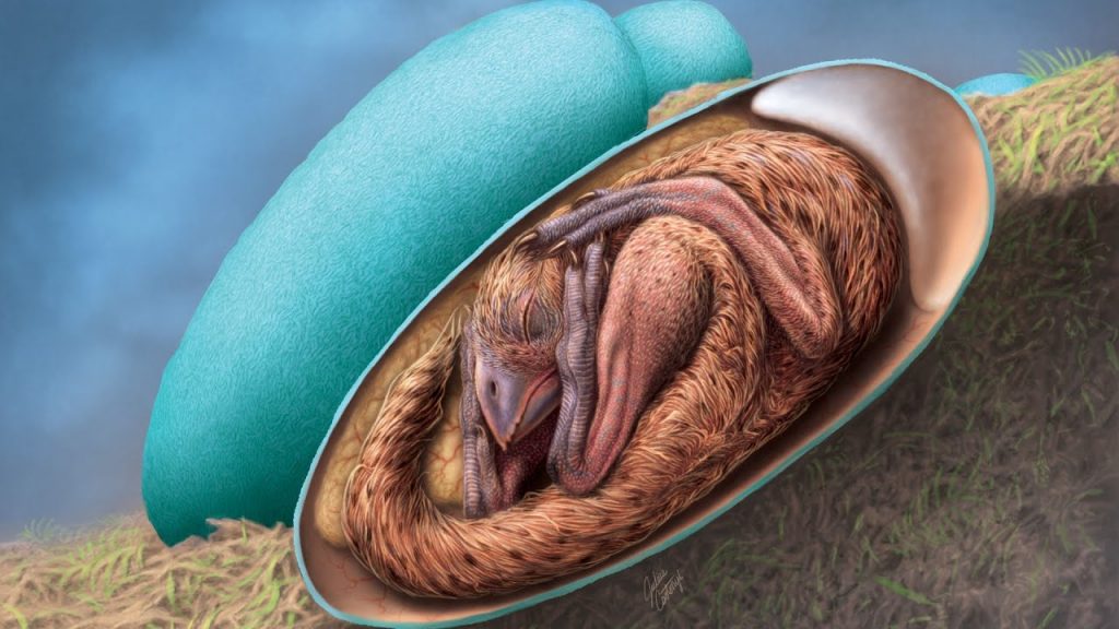 Απίστευτο και όμως αληθινό – Βρέθηκε έμβρυο δεινοσαύρου σε απολιθωμένο αυγό