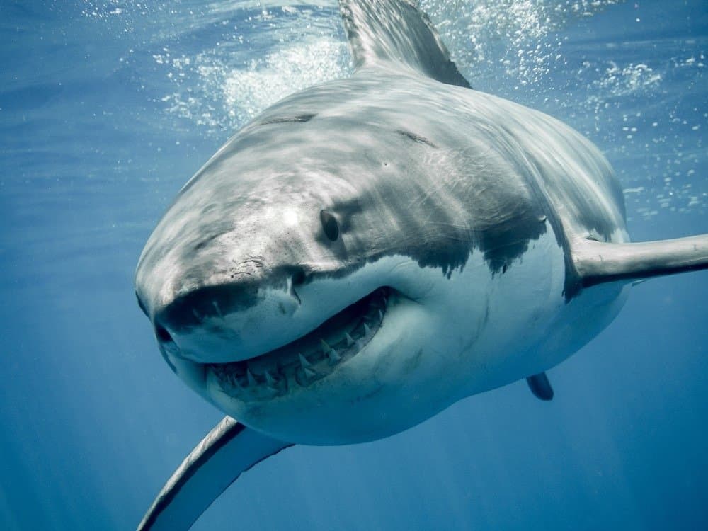 Ανατριχιαστικό βίντεο με καρχαρίες λίγο πριν επιτεθούν σε κολυμβητή