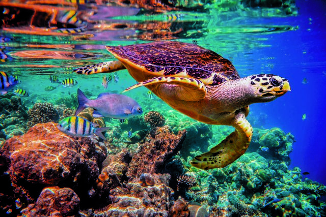 Οι πυλώνες της πράσινης σοφίας