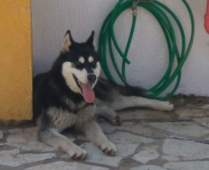 «Δεν μπορώ να κοιμηθώ – Κτηνώδης η βία που υπέστη» – Συγκλονίζει ο ιδιοκτήτης του σκύλου που βιάστηκε και πέθανε