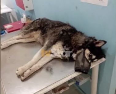 Αράχωβα: Αποτροπιασμός για τον βιασμό του σκύλου και την ομερτά που επικρατεί
