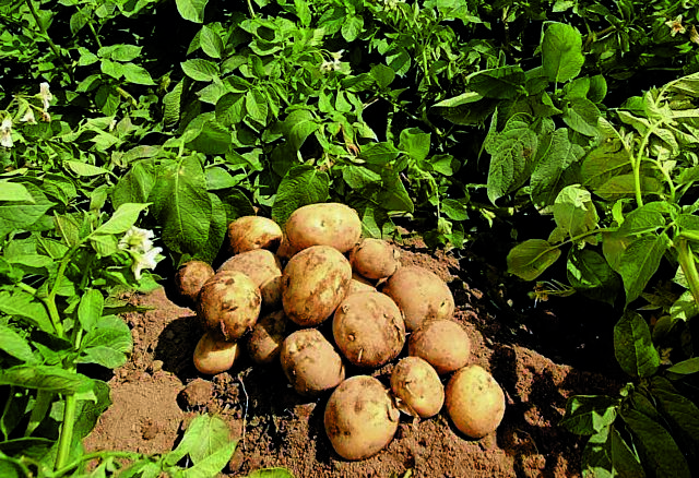 «Χρυσή» η πατάτα Κάτω Νευροκοπίου