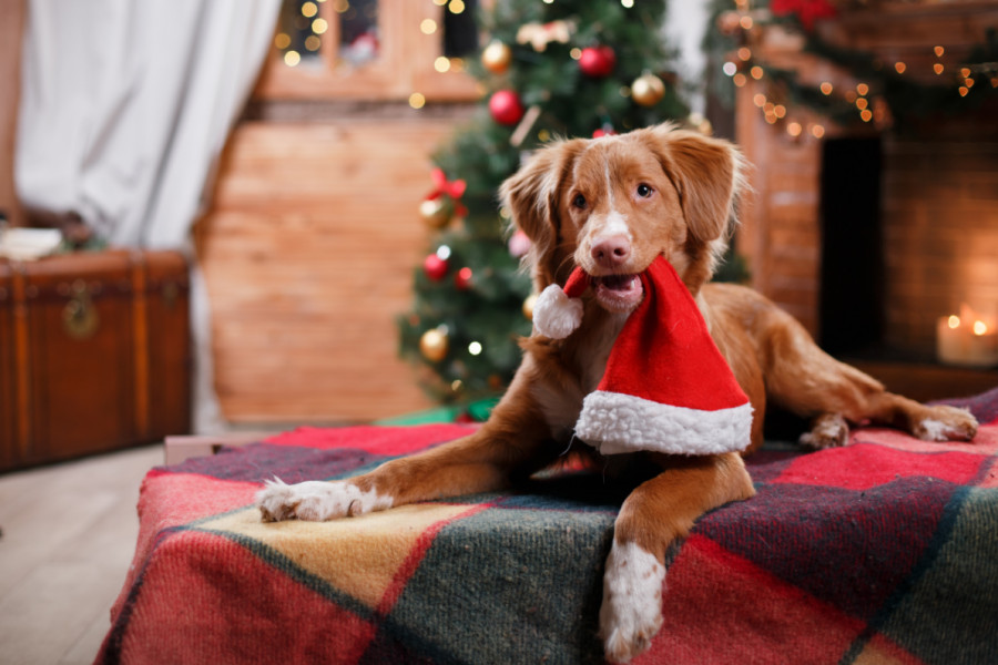 Ποιο είναι το καλύτερο χριστουγεννιάτικο δώρο για τον σκύλο σας;