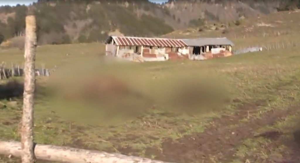 Φρίκη στα Γρεβενά: Σοκάρει ο κτηνίατρος για τα νεκρά άλογα – «Αφαιρέθηκαν με χειρουργική ακρίβεια…»