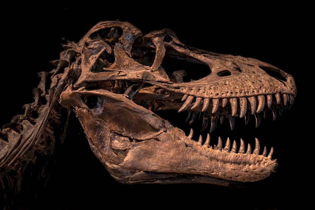 Διακόσια χρόνια από την ανακάλυψη των δεινοσαύρων: Η ιστορία του μεγαλόσαυρου