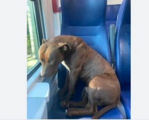 Ιταλία: Ένα πίτμπουλ πήρε μόνο του το τρένο και ταξίδεψε μέχρι τη Βενετία