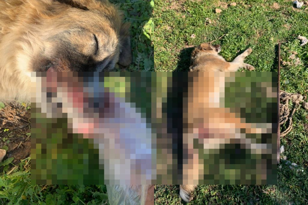 Κακοποίηση και δολοφονία ζώου στα Μέγαρα – Χτύπησαν με αεροβόλο και τρύπησαν με σίδερο σκυλίτσα