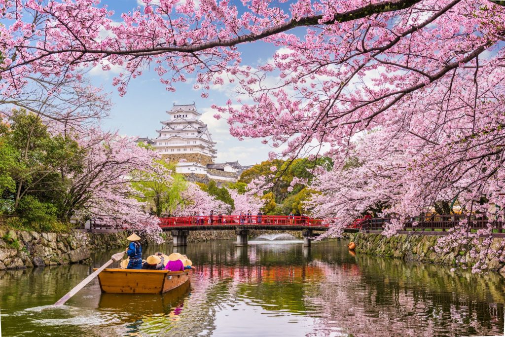Οι ανθισμένες κερασιές της Ιαπωνίας «κόβουν την ανάσα» με την ομορφιά τους