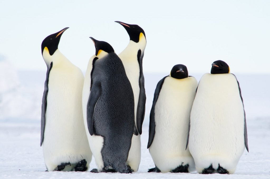 Αγνωστες αποικίες αυτοκρατορικών πιγκουίνων ανακαλύφθηκαν χάρη στις κουτσουλιές