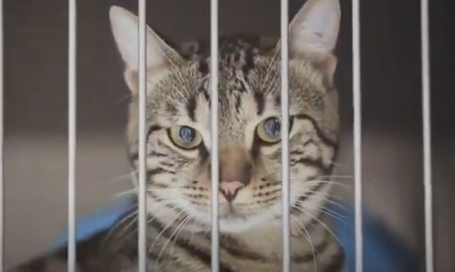 Γάτες γέμισαν φυλακή και κρατούμενοι άλλαξαν συνήθειες