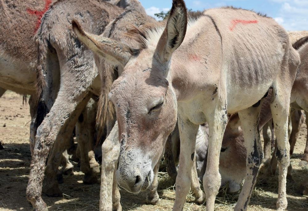 Φρένο στη σφαγή εκατομμυρίων γαϊδουριών για την παραγωγή αντιγηραντικής «θεραπείας»