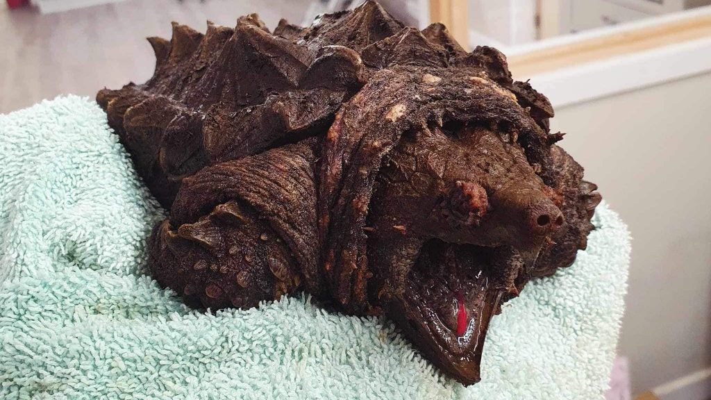 Βρετανία: Ανησυχία για «επικίνδυνη» χελώνα που μπορεί να κόψει ακόμα και δάχτυλα