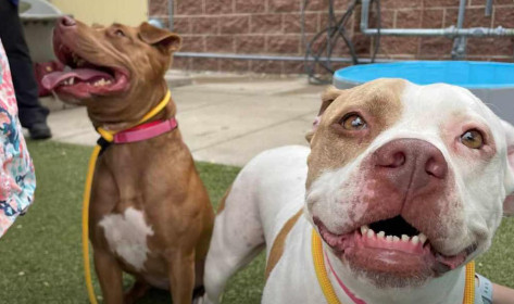 Η ιστορία των δύο σκύλων που θα σας κάνει να δακρύσετε