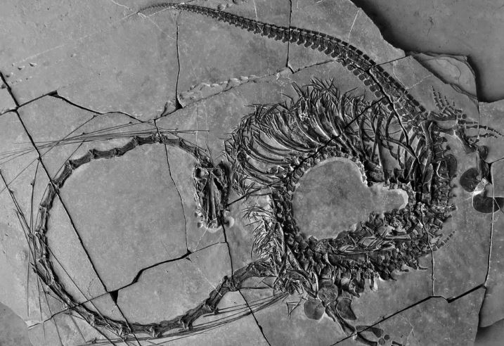 Κίνα: Βρέθηκε απολιθωμένος «δράκος» 240 εκατομμυρίων ετών