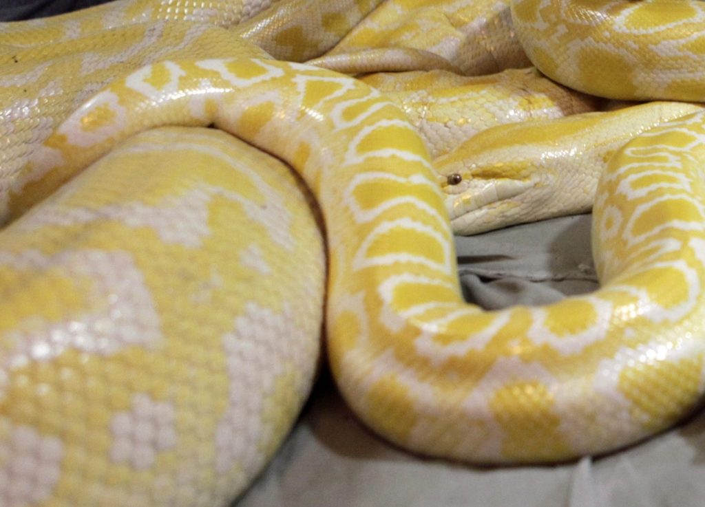 Φίδι 200 κιλά και 8 μέτρα βρέθηκε στον Αμαζόνιο – Το βίντεο που τράβηξαν επιστήμονες