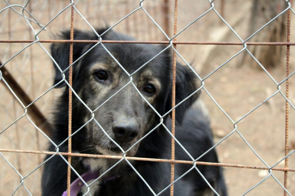 Κτηνωδία στη Νέα Αγχίαλο – Νεκρά 5 σκυλάκια από φόλα σε ξηρά τροφή